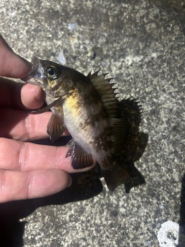 メバルの釣果