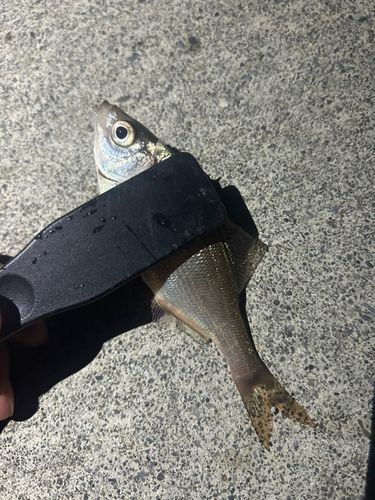 ウミタナゴの釣果