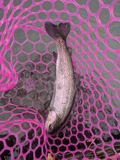 ニジマスの釣果