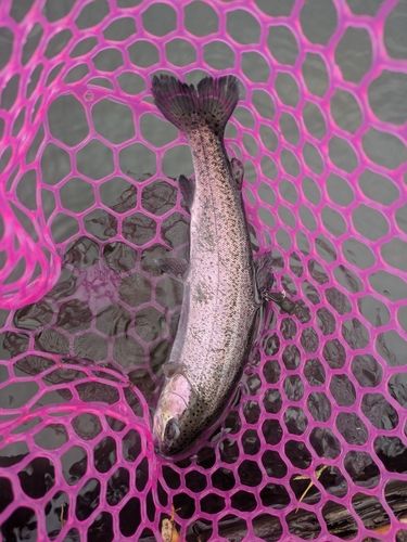 ニジマスの釣果