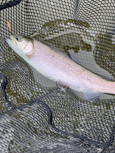 ベリーパーク in FISH ON! 王禅寺