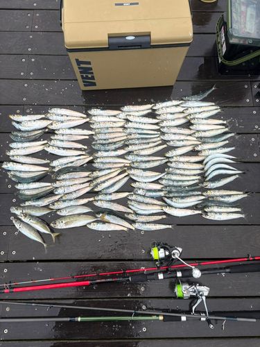 イワシの釣果