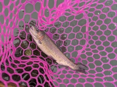 ニジマスの釣果