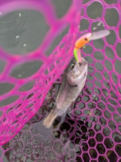 ニジマスの釣果