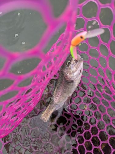 ニジマスの釣果