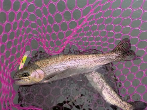 ニジマスの釣果