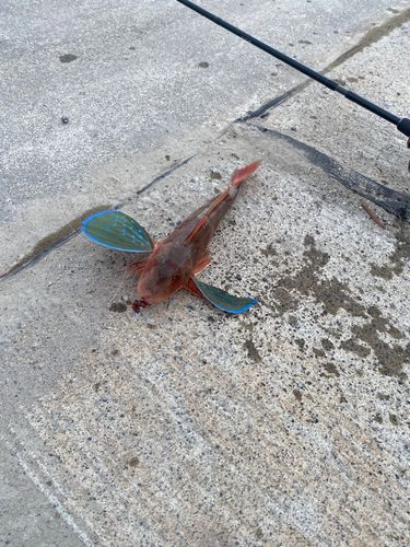 ホウボウの釣果