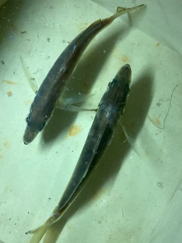 東京湾（アクアライン〜富津）