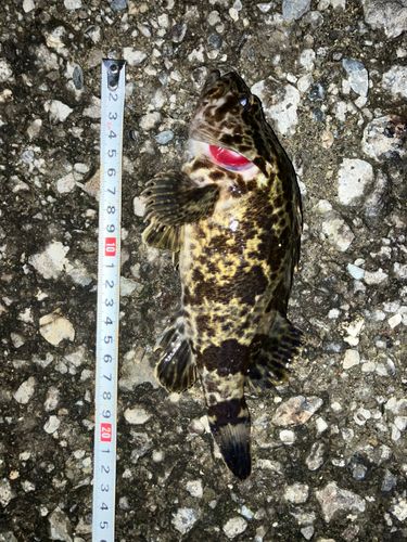 タケノコメバルの釣果