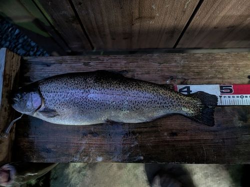 うらたんざわ渓流釣場