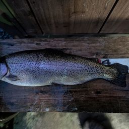 レインボートラウト