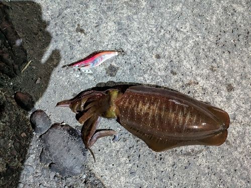 アオリイカの釣果
