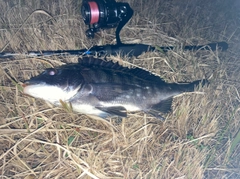 チンチンの釣果