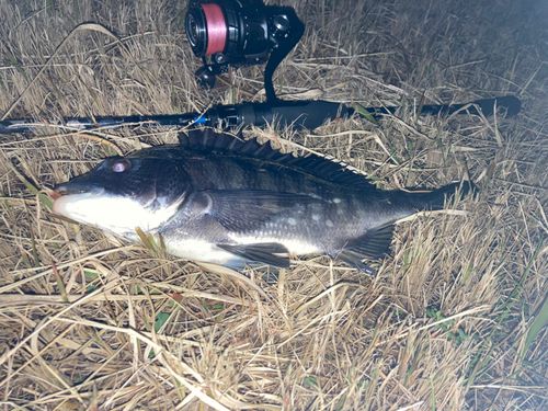 チンチンの釣果