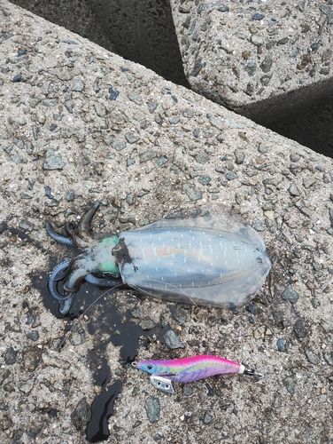 アオリイカの釣果