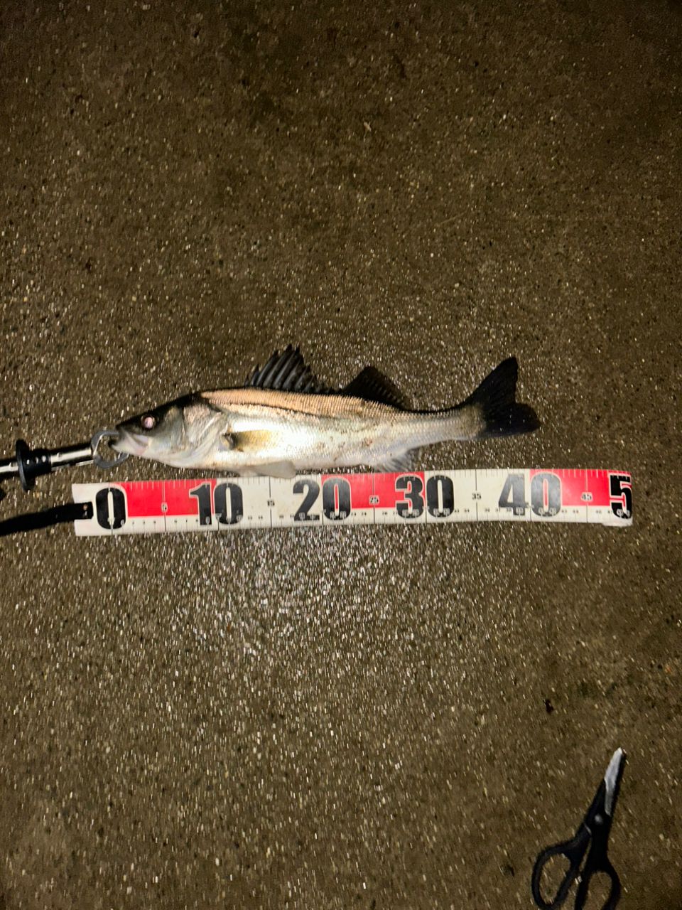 フッコ（マルスズキ）