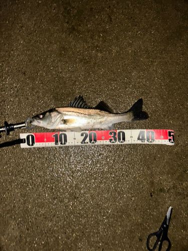 フッコ（マルスズキ）の釣果