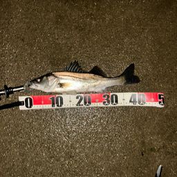 フッコ（マルスズキ）