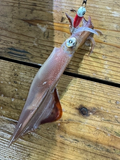 ヤリイカの釣果