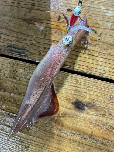 ヤリイカの釣果