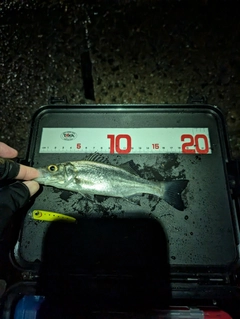 セイゴ（マルスズキ）の釣果