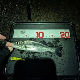 セイゴ（マルスズキ）