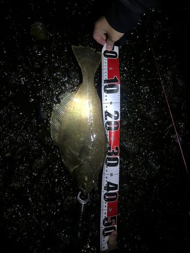 マガレイの釣果