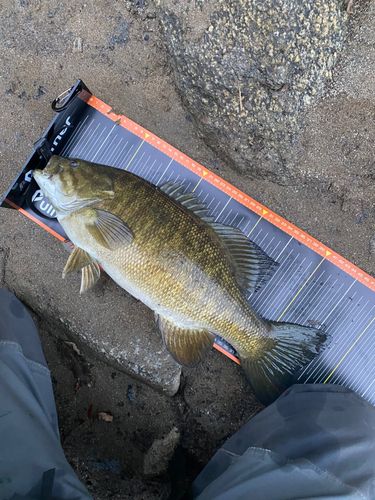 スモールマウスバスの釣果