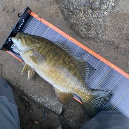 スモールマウスバス