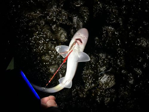 サクラマスの釣果