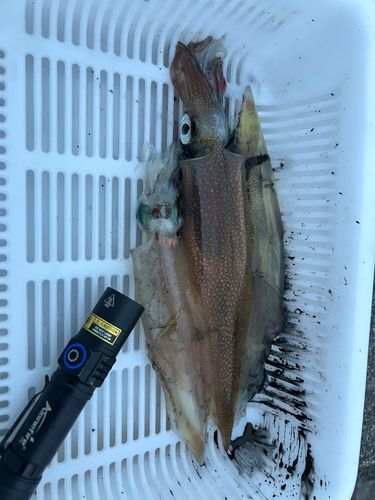 ヤリイカの釣果