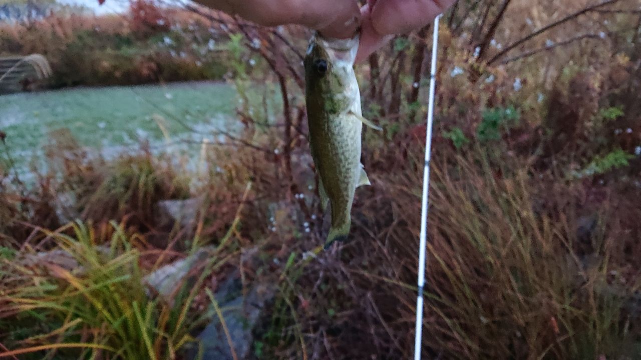 ラージマウスバス