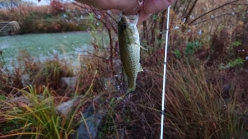 ラージマウスバスの釣果