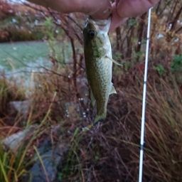 ラージマウスバス