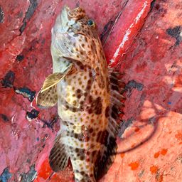 チャイロマルハタ