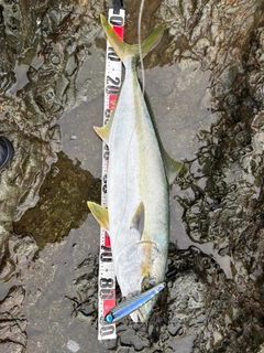 ヒラマサの釣果