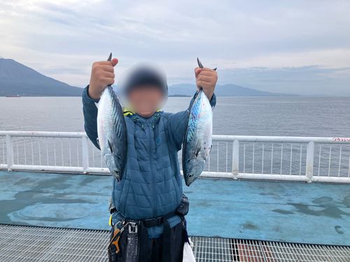 スマガツオの釣果