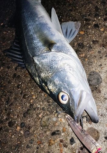 シーバスの釣果