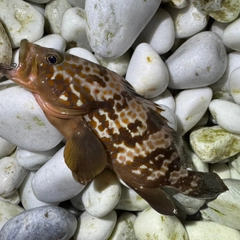 アコウの釣果