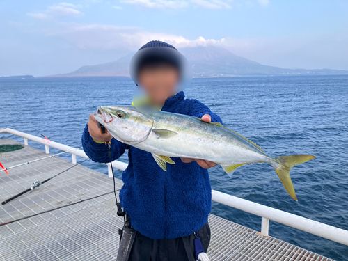 ヤズの釣果