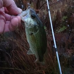 ラージマウスバス