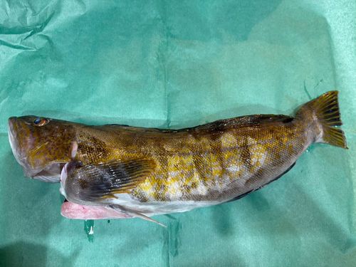 ヤリイカの釣果