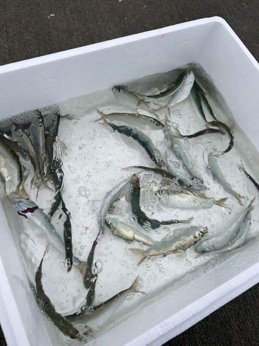 マイワシの釣果