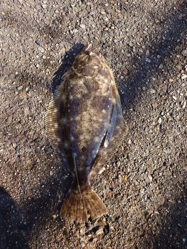 ヒラメの釣果