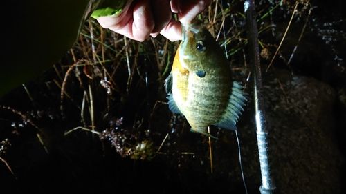 ブルーギルの釣果