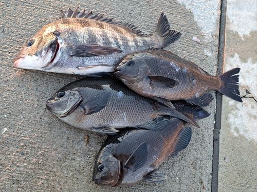 チヌの釣果