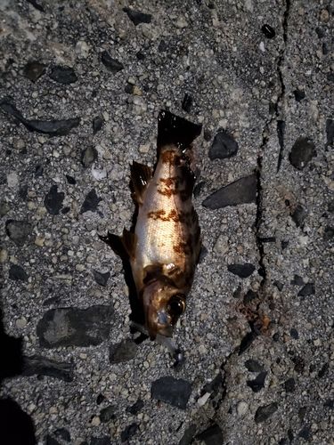 アカメバルの釣果