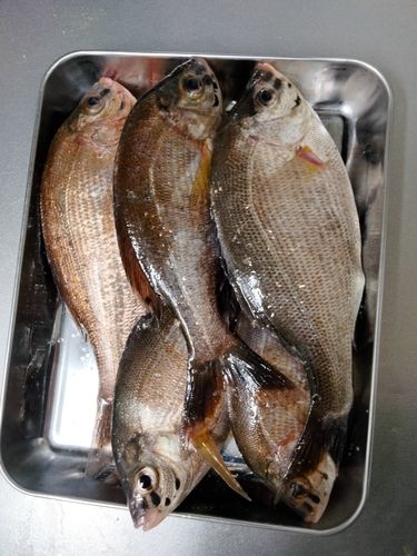 ウミタナゴの釣果