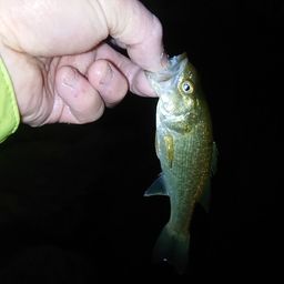 ラージマウスバス