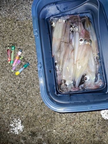 イカの釣果